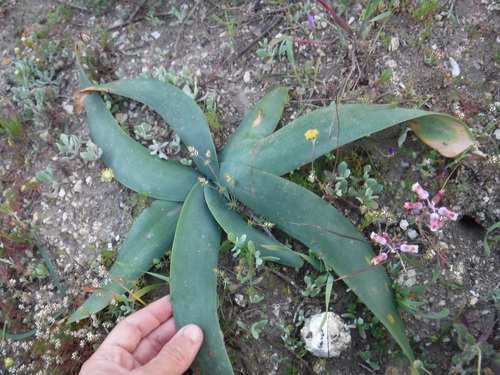 Image of Ammocharis longifolia by (c) Eric Knight, some rights reserved (CC BY)
