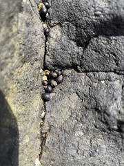 Littorininae