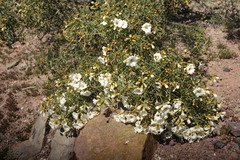 Cordia decandra
