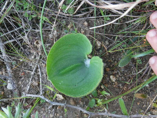 Image of Eriospermum capense by (c) Eric Knight, some rights reserved (CC BY)