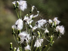 Erechtites hieraciifolius