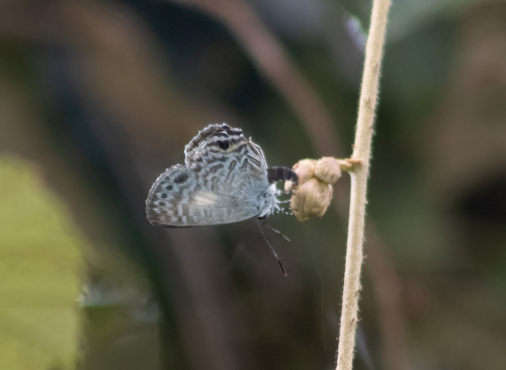 Sinthusa verriculata