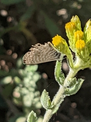 Leptotes