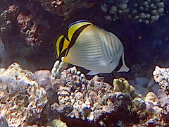 Chaetodon vagabundus