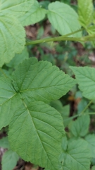 Rubus occidentalis