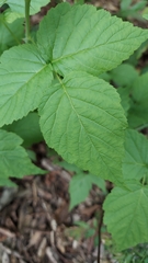 Rubus occidentalis