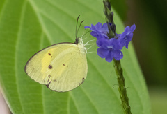 Eurema tominia