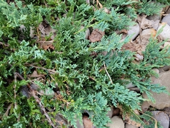 Juniperus horizontalis