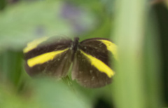 Eurema tominia