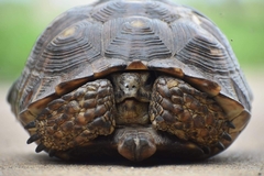 Gopherus berlandieri