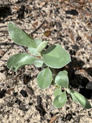 Lupinus cumulicola