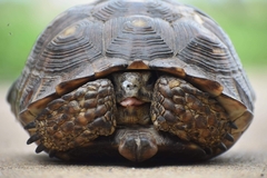 Gopherus berlandieri