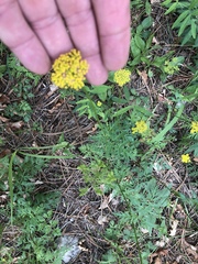 Cymopterus lemmonii