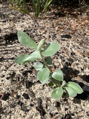 Lupinus cumulicola