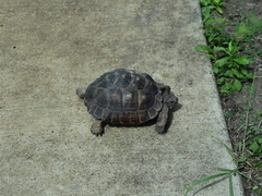 Gopherus berlandieri