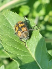 Astylus trifasciatus