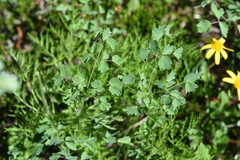 Thalictrum occidentale