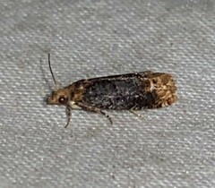 Eucosma ochroterminana