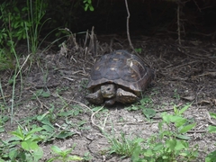 Gopherus berlandieri