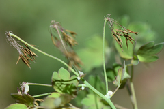 Thalictrum occidentale