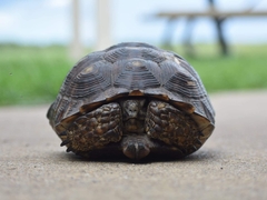 Gopherus berlandieri