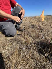 Castilleja levisecta