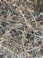 Camassia leichtlinii