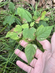 Amauromyza pleuralis