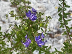 Trichostema suffrutescens