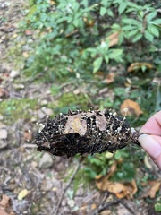 Strobilurus conigenoides