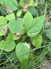 Amauromyza pleuralis