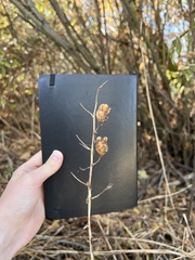 Camassia leichtlinii