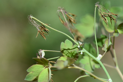 Thalictrum occidentale