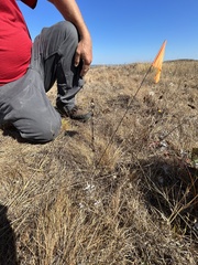 Castilleja levisecta