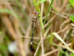 Brechmorhoga praecox