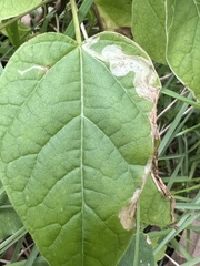 Amauromyza pleuralis