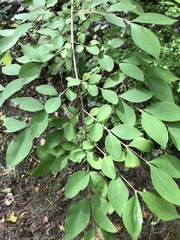 Ligustrum obtusifolium