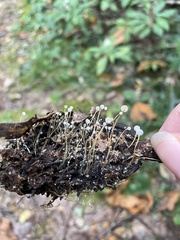 Strobilurus conigenoides