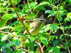 Vireo magister