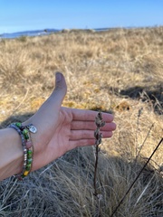 Castilleja levisecta