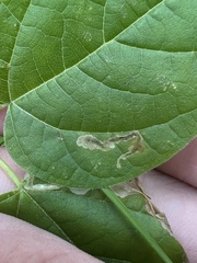 Amauromyza pleuralis