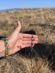 Castilleja levisecta