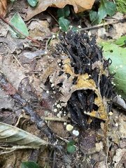 Strobilurus conigenoides