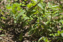 Heliconius charithonia vazquezae