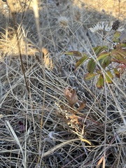 Sericocarpus rigidus