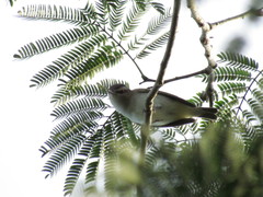 Vireo magister