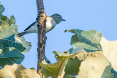 Vireo plumbeus