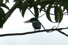 Chloroceryle amazona