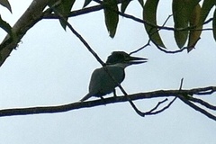 Chloroceryle amazona