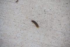 Rhysodesmus texicolens